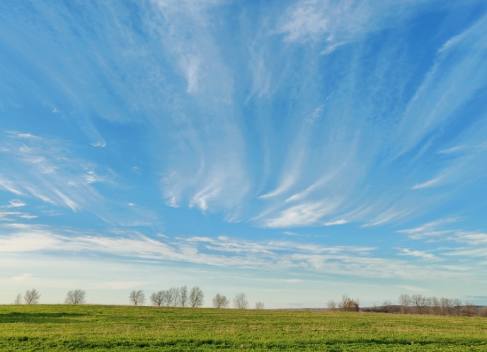 Open field